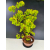 Żywe Drzewko Bonsai Lipa Drobnolistna Tilia Cordata 72cm 11-letnia 017