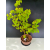 Żywe Drzewko Bonsai Lipa Drobnolistna Tilia Cordata 72cm 11-letnia 017