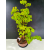 Żywe Drzewko Bonsai Lipa Drobnolistna Tilia Cordata 72cm 11-letnia 017