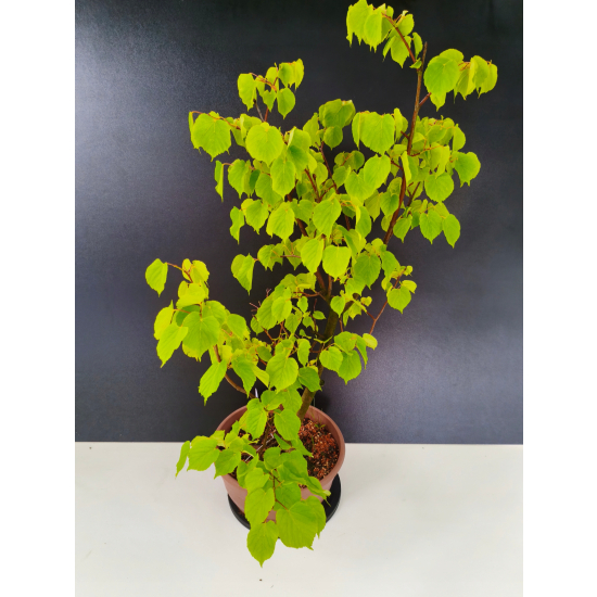 Żywe Drzewko Bonsai Lipa Drobnolistna Tilia Cordata 72cm 11-letnia 017