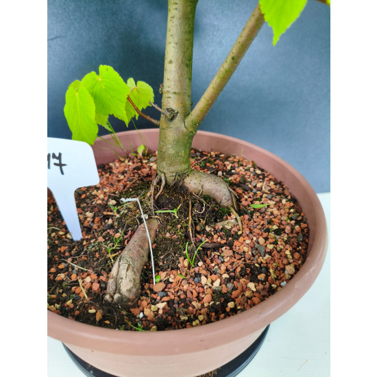 Żywe Drzewko Bonsai Lipa Drobnolistna Tilia Cordata 72cm 11-letnia 017