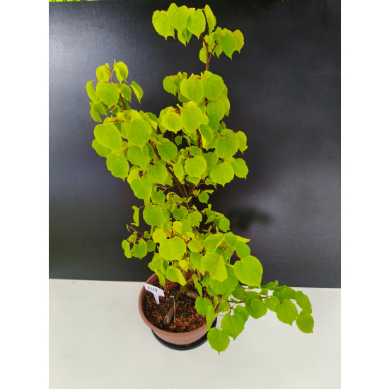 Żywe Drzewko Bonsai Lipa Drobnolistna Tilia Cordata 72cm 11-letnia 017