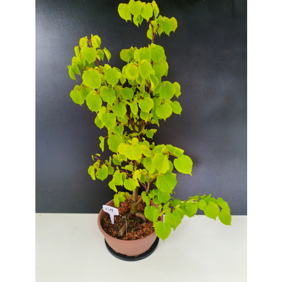 Żywe Drzewko Bonsai Lipa Drobnolistna Tilia Cordata 72cm 11-letnia 017