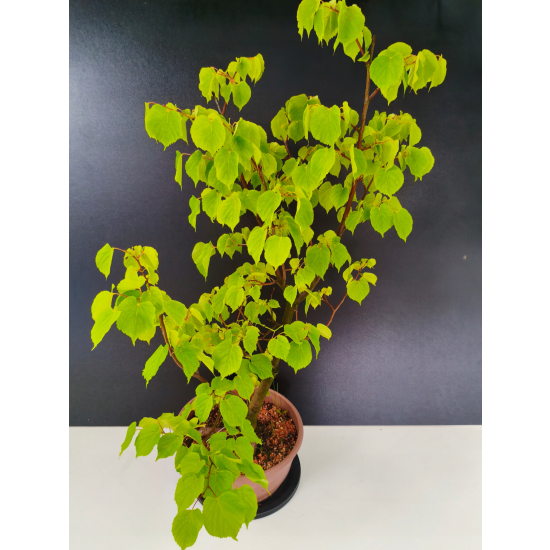 Żywe Drzewko Bonsai Lipa Drobnolistna Tilia Cordata 72cm 11-letnia 017