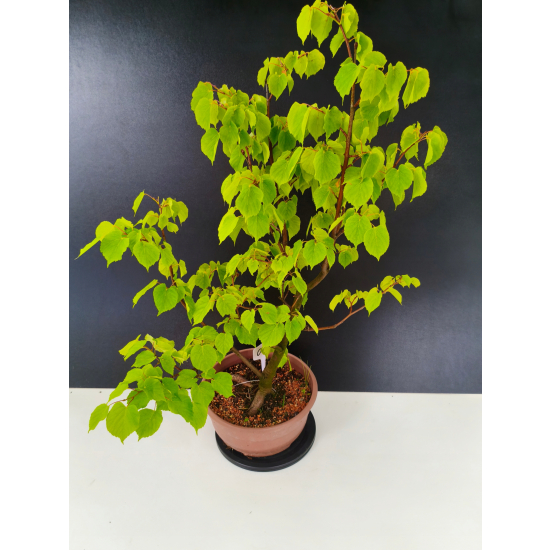 Żywe Drzewko Bonsai Lipa Drobnolistna Tilia Cordata 72cm 11-letnia 017