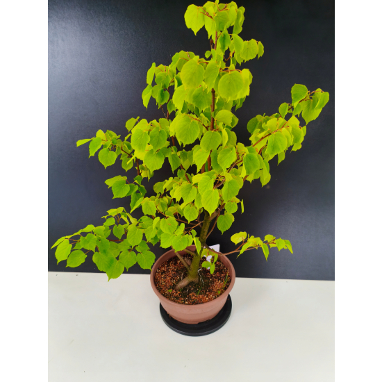 Żywe Drzewko Bonsai Lipa Drobnolistna Tilia Cordata 72cm 11-letnia 017
