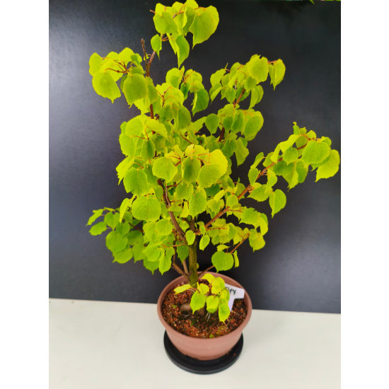 Żywe Drzewko Bonsai Lipa Drobnolistna Tilia Cordata 72cm 11-letnia 017