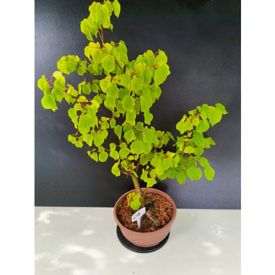 Żywe Drzewko Bonsai Lipa Drobnolistna Tilia Cordata 72cm 11-letnia 017