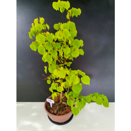 Żywe Drzewko Bonsai Lipa Drobnolistna Tilia Cordata 72cm 11-letnia 017