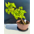 Żywe Drzewko Bonsai Lipa Drobnolistna Tilia Cordata 33cm 11-letnia 019