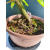Żywe Drzewko Bonsai Lipa Drobnolistna Tilia Cordata 33cm 11-letnia 019