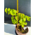 Żywe Drzewko Bonsai Lipa Drobnolistna Tilia Cordata 33cm 11-letnia 019