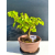 Żywe Drzewko Bonsai Lipa Drobnolistna Tilia Cordata 33cm 11-letnia 019