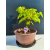 Żywe Drzewko Bonsai Lipa Drobnolistna Tilia Cordata 33cm 11-letnia 019