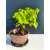 Żywe Drzewko Bonsai Lipa Drobnolistna Tilia Cordata 33cm 11-letnia 019