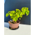 Żywe Drzewko Bonsai Lipa Drobnolistna Tilia Cordata 33cm 11-letnia 019