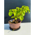 Żywe Drzewko Bonsai Lipa Drobnolistna Tilia Cordata 33cm 11-letnia 019