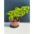 Żywe Drzewko Bonsai Lipa Drobnolistna Tilia Cordata 33cm 11-letnia 019