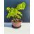 Żywe Drzewko Bonsai Lipa Drobnolistna Tilia Cordata 33cm 11-letnia 019