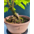 Żywe Drzewko Bonsai Lipa Drobnolistna Tilia Cordata 33cm 11-letnia 019
