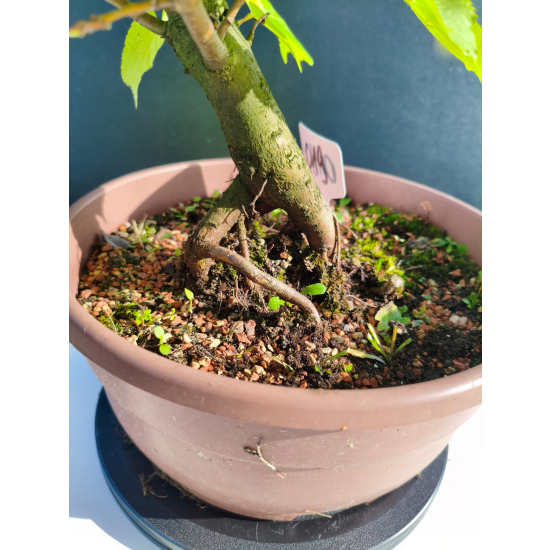 Żywe Drzewko Bonsai Lipa Drobnolistna Tilia Cordata 33cm 11-letnia 019