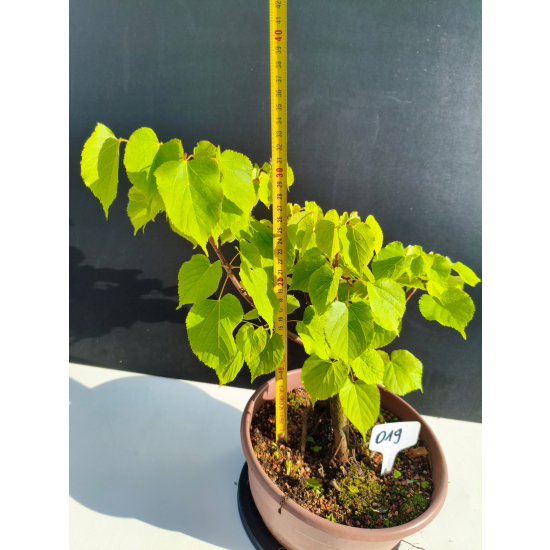 Żywe Drzewko Bonsai Lipa Drobnolistna Tilia Cordata 33cm 11-letnia 019