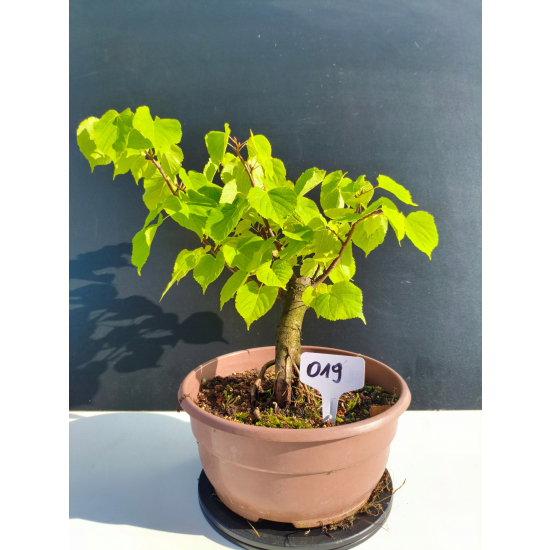 Żywe Drzewko Bonsai Lipa Drobnolistna Tilia Cordata 33cm 11-letnia 019