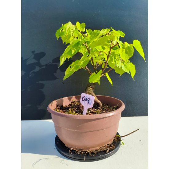Żywe Drzewko Bonsai Lipa Drobnolistna Tilia Cordata 33cm 11-letnia 019