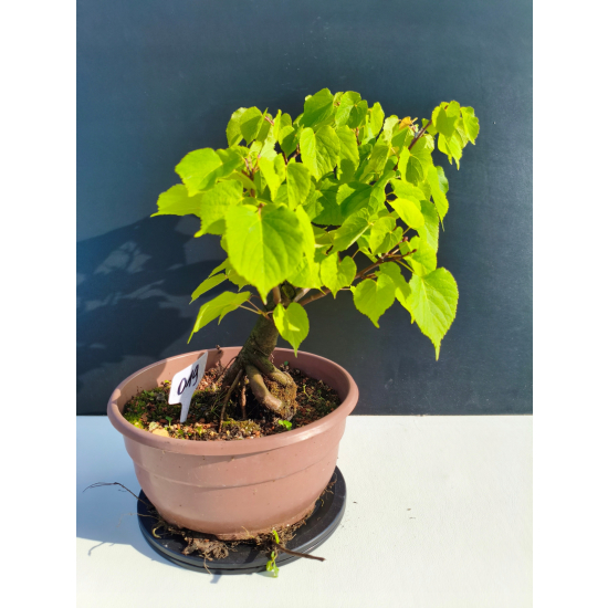 Żywe Drzewko Bonsai Lipa Drobnolistna Tilia Cordata 33cm 11-letnia 019