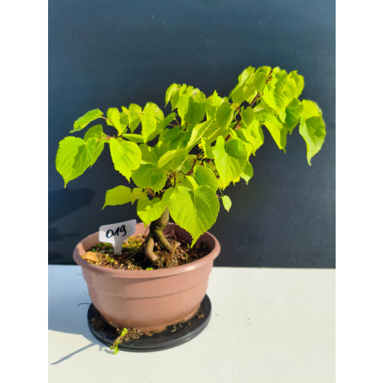 Żywe Drzewko Bonsai Lipa Drobnolistna Tilia Cordata 33cm 11-letnia 019