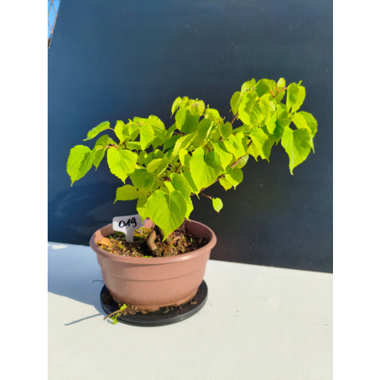 Żywe Drzewko Bonsai Lipa Drobnolistna Tilia Cordata 33cm 11-letnia 019