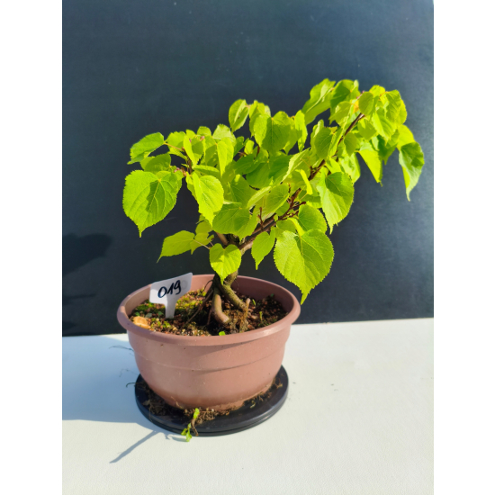 Żywe Drzewko Bonsai Lipa Drobnolistna Tilia Cordata 33cm 11-letnia 019