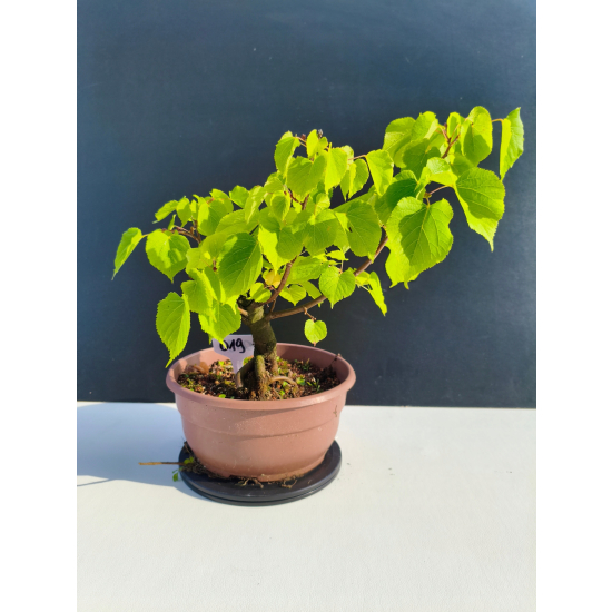 Żywe Drzewko Bonsai Lipa Drobnolistna Tilia Cordata 33cm 11-letnia 019