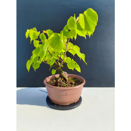 Żywe Drzewko Bonsai Lipa Drobnolistna Tilia Cordata 33cm 11-letnia 019