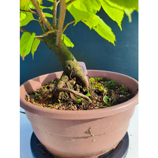 Żywe Drzewko Bonsai Lipa Drobnolistna Tilia Cordata 33cm 11-letnia 019