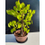 Żywe Drzewko Bonsai Lipa Drobnolistna Tilia Cordata 46cm 11-letnia 020