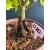 Żywe Drzewko Bonsai Lipa Drobnolistna Tilia Cordata 46cm 11-letnia 020