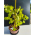 Żywe Drzewko Bonsai Lipa Drobnolistna Tilia Cordata 46cm 11-letnia 020