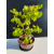 Żywe Drzewko Bonsai Lipa Drobnolistna Tilia Cordata 46cm 11-letnia 020