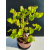 Żywe Drzewko Bonsai Lipa Drobnolistna Tilia Cordata 46cm 11-letnia 020