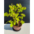 Żywe Drzewko Bonsai Lipa Drobnolistna Tilia Cordata 46cm 11-letnia 020