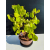 Żywe Drzewko Bonsai Lipa Drobnolistna Tilia Cordata 46cm 11-letnia 020
