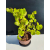 Żywe Drzewko Bonsai Lipa Drobnolistna Tilia Cordata 46cm 11-letnia 020