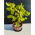 Żywe Drzewko Bonsai Lipa Drobnolistna Tilia Cordata 46cm 11-letnia 020