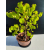 Żywe Drzewko Bonsai Lipa Drobnolistna Tilia Cordata 46cm 11-letnia 020