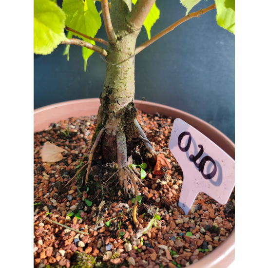 Żywe Drzewko Bonsai Lipa Drobnolistna Tilia Cordata 46cm 11-letnia 020