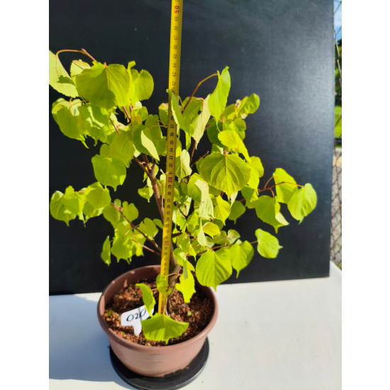 Żywe Drzewko Bonsai Lipa Drobnolistna Tilia Cordata 46cm 11-letnia 020