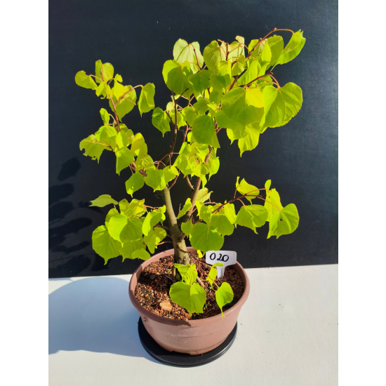 Żywe Drzewko Bonsai Lipa Drobnolistna Tilia Cordata 46cm 11-letnia 020