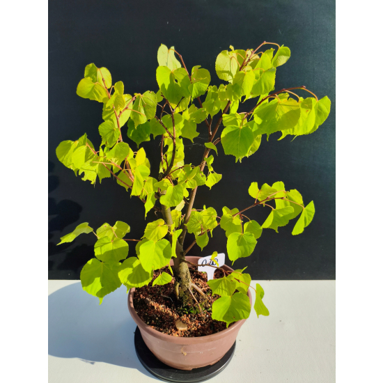 Żywe Drzewko Bonsai Lipa Drobnolistna Tilia Cordata 46cm 11-letnia 020