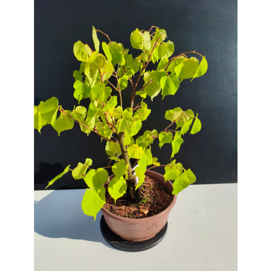 Żywe Drzewko Bonsai Lipa Drobnolistna Tilia Cordata 46cm 11-letnia 020